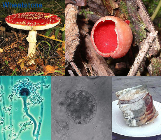 3123223133.png